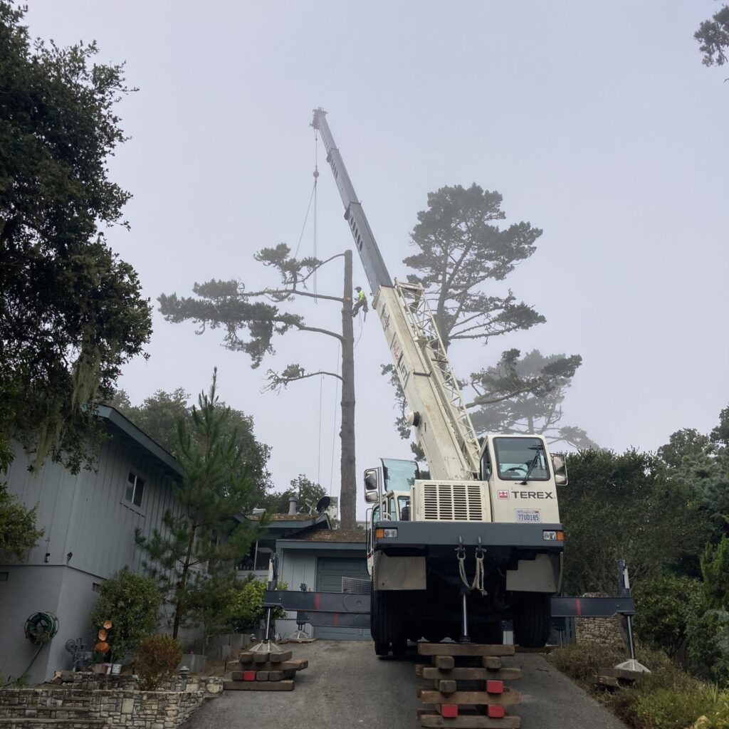 Adney Tree Service Aptos California Carmel Pine Removal Square