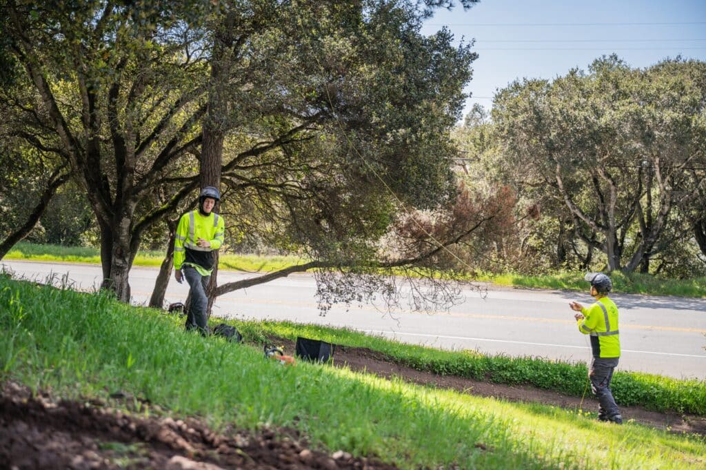 Adney Tree Service Aromas California Pine Removal 01