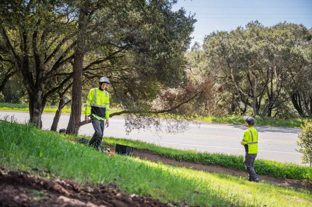 Adney Tree Service Aromas California Pine Removal 02