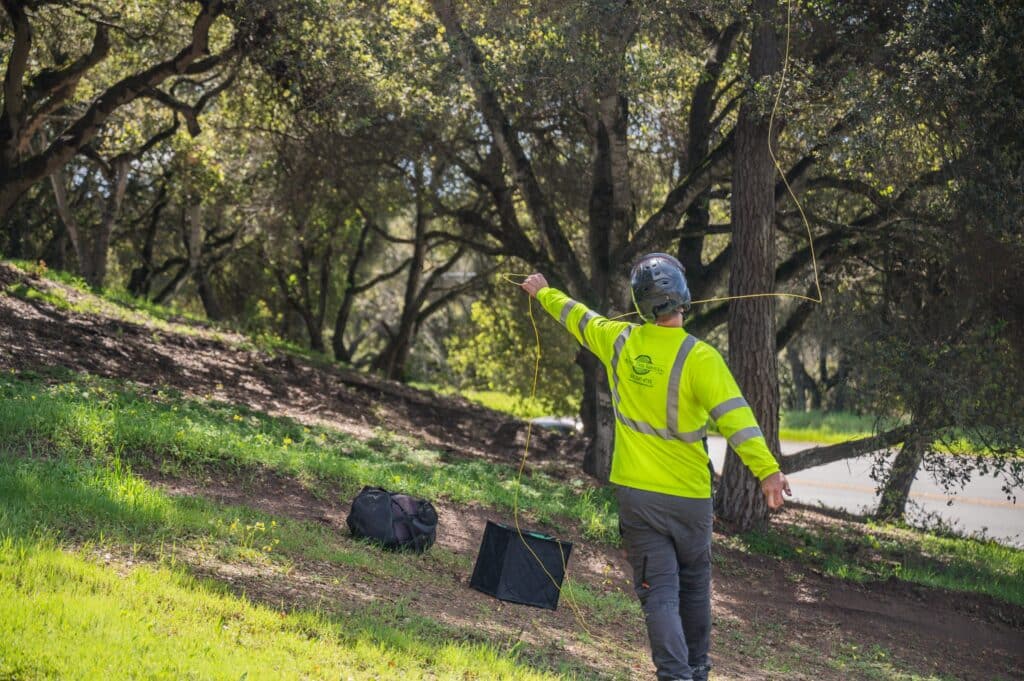 Adney Tree Service Aromas California Pine Removal 04