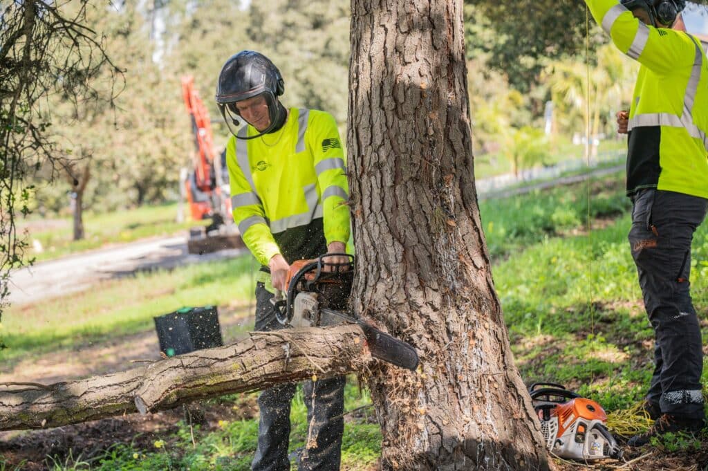 Adney Tree Service Aromas California Pine Removal 07