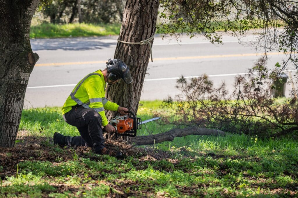 Adney Tree Service Aromas California Pine Removal 10