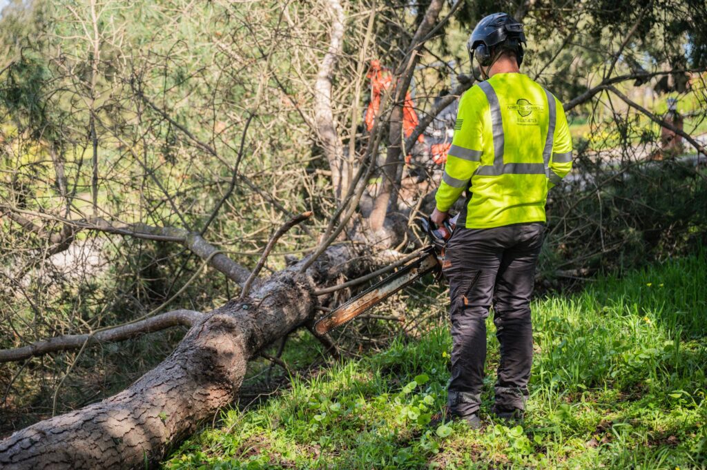 Adney Tree Service Aromas California Pine Removal 13