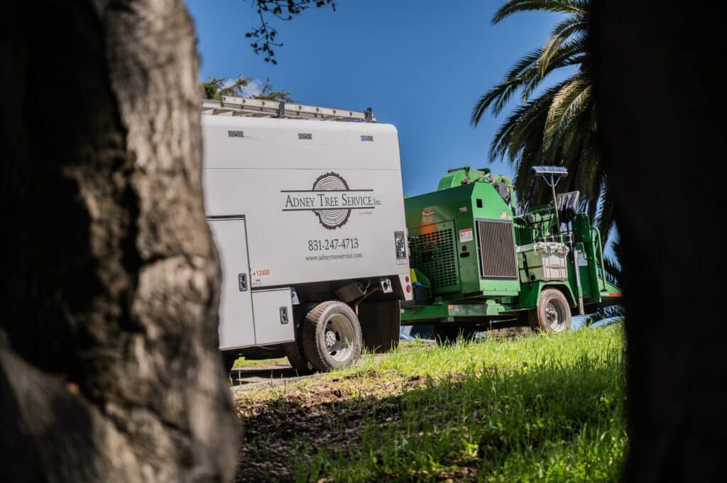 Adney Tree Service Aromas California Pine Removal 14