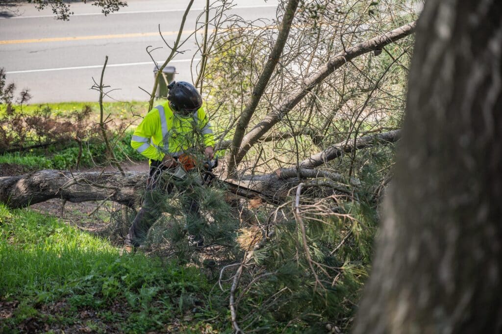 Adney Tree Service Aromas California Pine Removal 15
