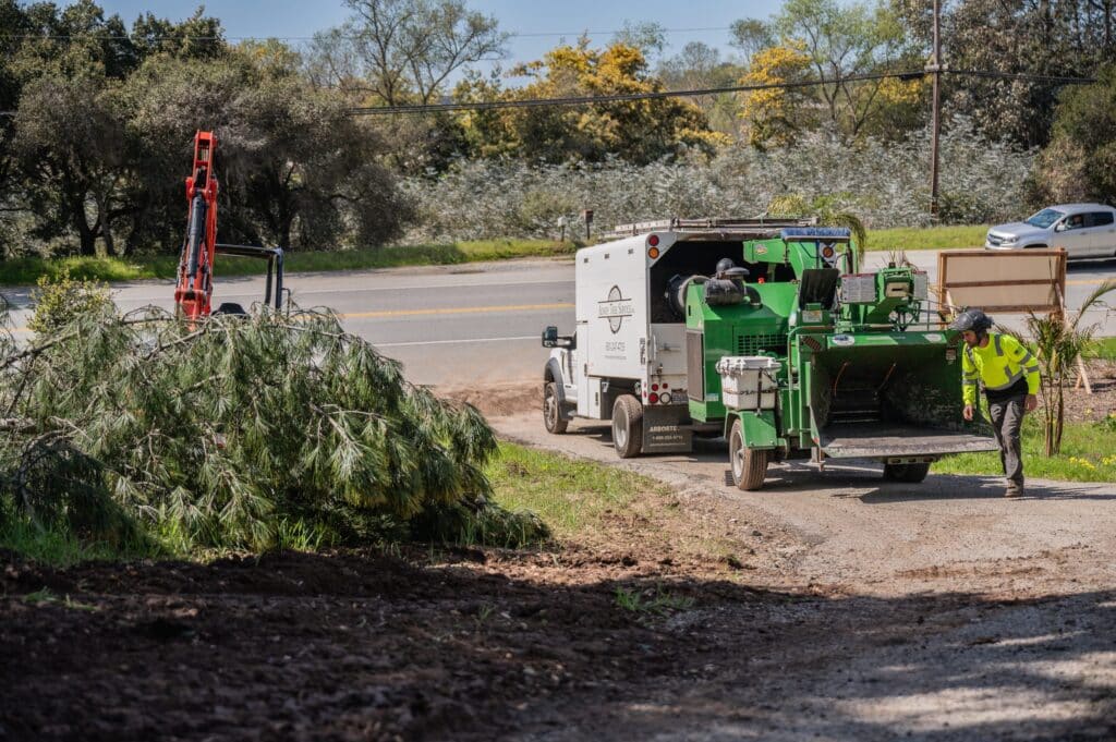 Adney Tree Service Aromas California Pine Removal 17