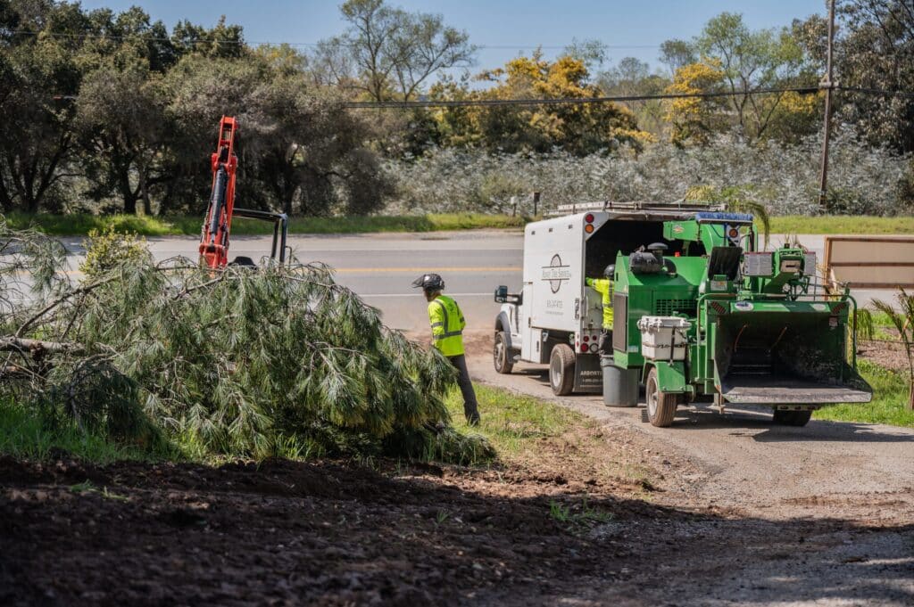 Adney Tree Service Aromas California Pine Removal 18