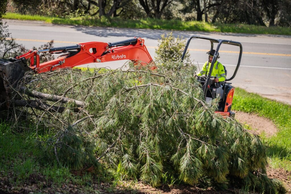Adney Tree Service Aromas California Pine Removal 19