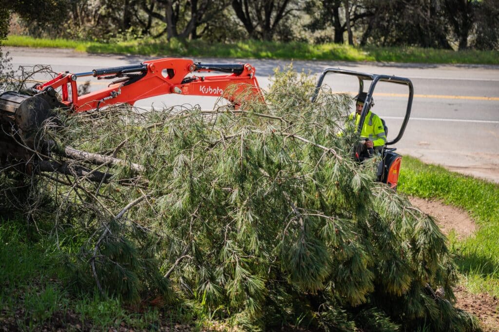 Adney Tree Service Aromas California Pine Removal 20
