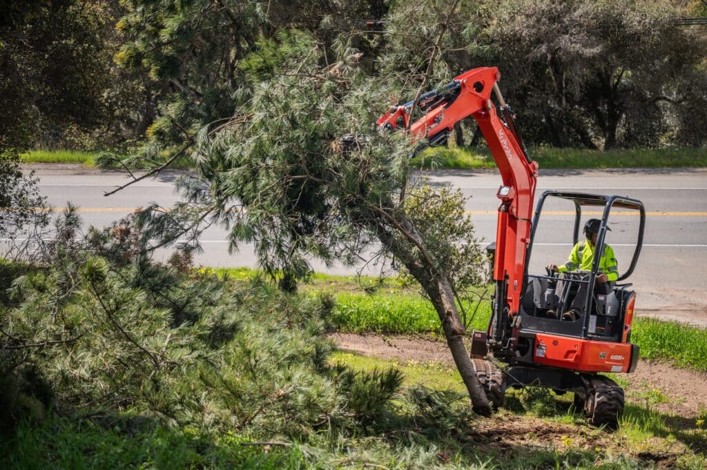Adney Tree Service Aromas California Pine Removal 22