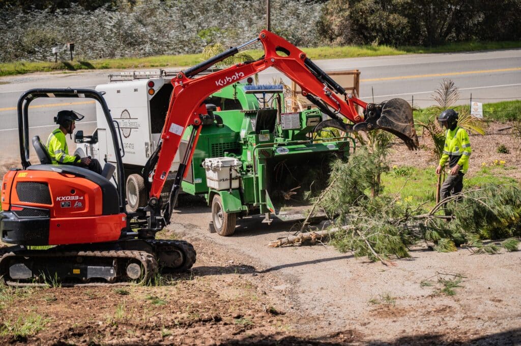 Adney Tree Service Aromas California Pine Removal 25
