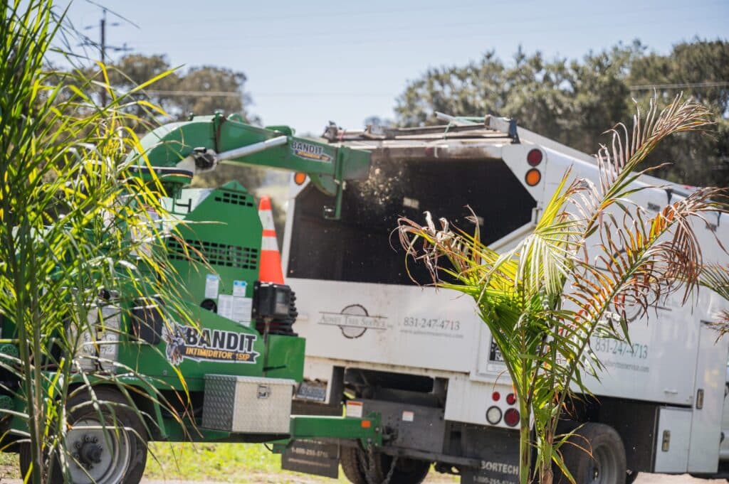 Adney Tree Service Aromas California Pine Removal 26