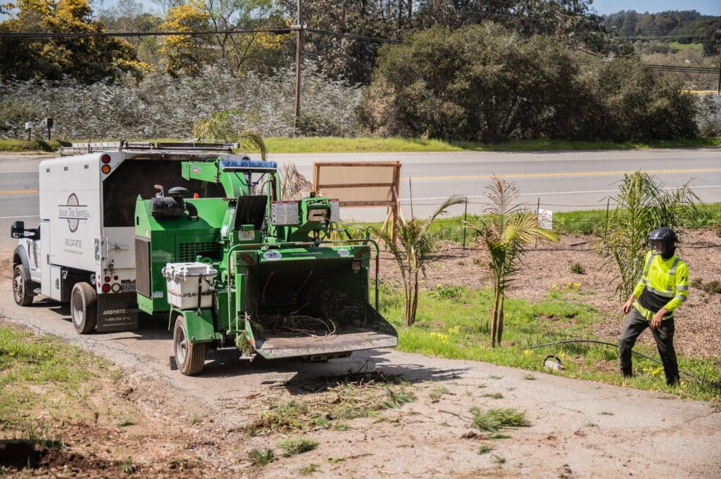 Adney Tree Service Aromas California Pine Removal 29