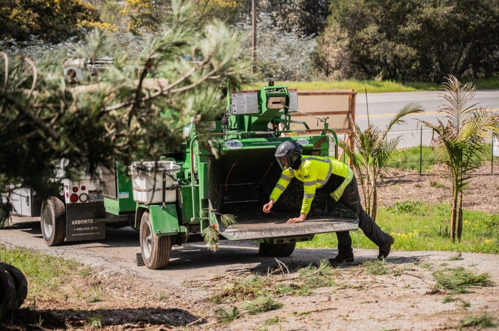 Adney Tree Service Aromas California Pine Removal 30