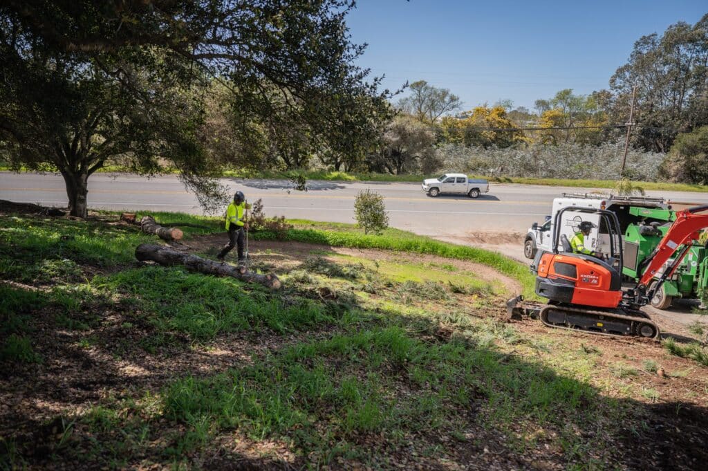 Adney Tree Service Aromas California Pine Removal 32