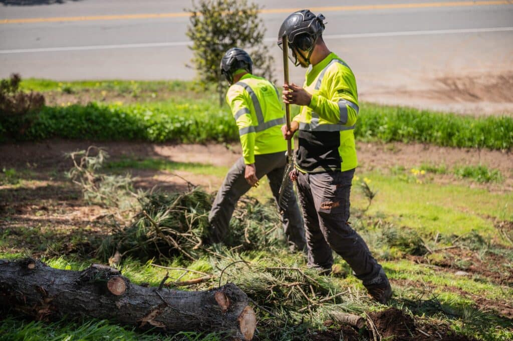 Adney Tree Service Aromas California Pine Removal 33