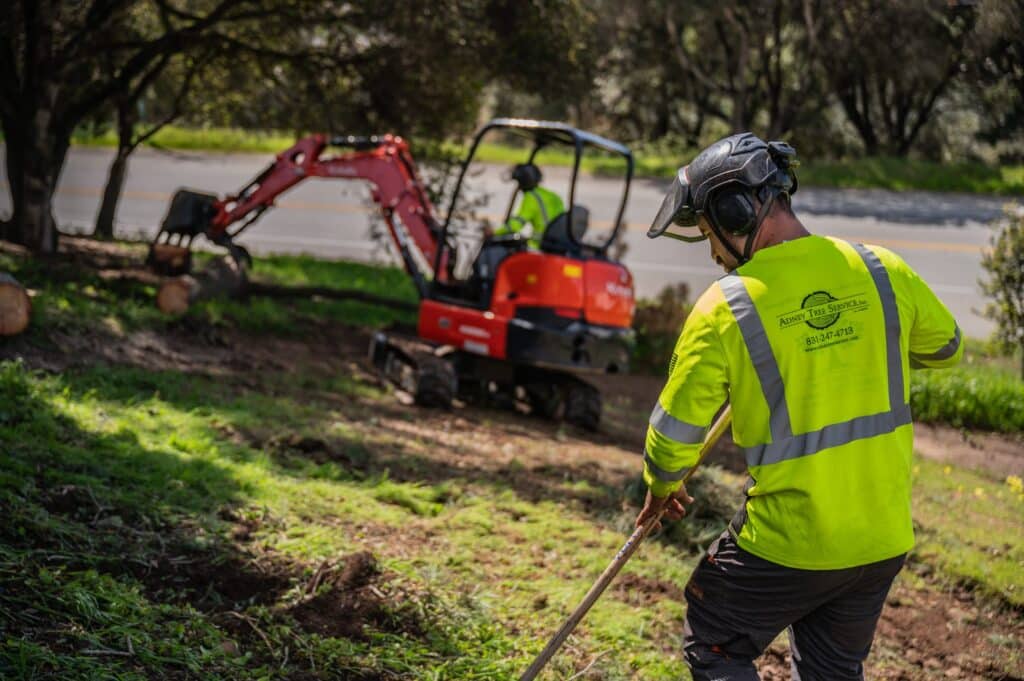 Adney Tree Service Aromas California Pine Removal 35