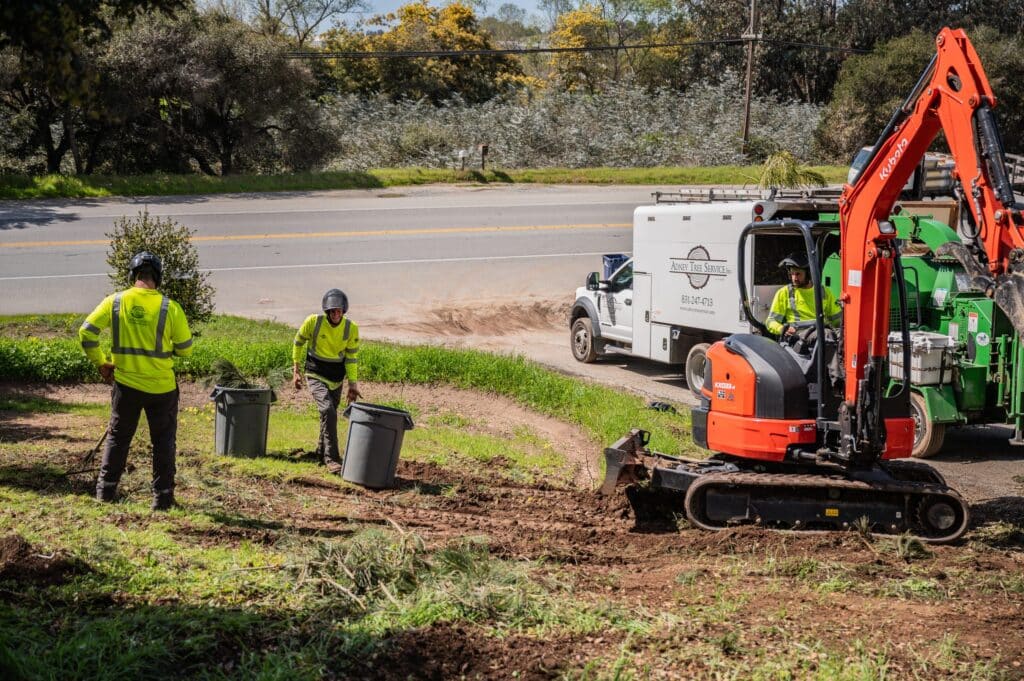 Adney Tree Service Aromas California Pine Removal 36