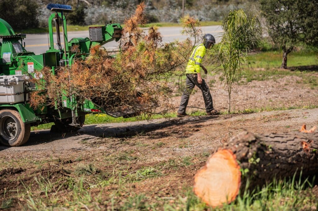 Adney Tree Service Aromas California Pine Removal 37