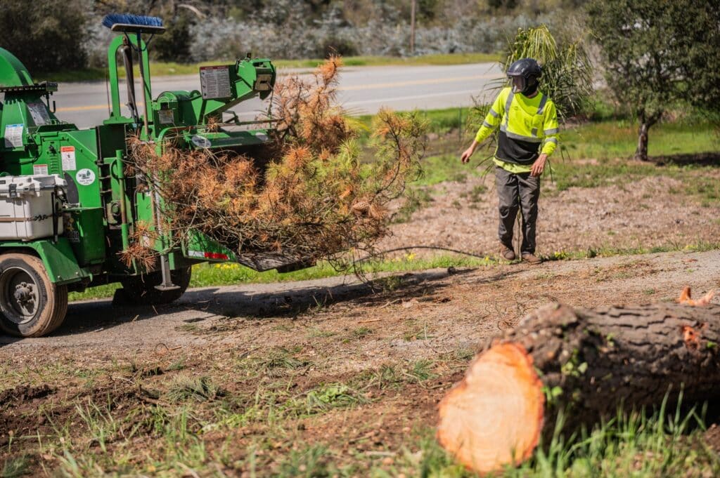 Adney Tree Service Aromas California Pine Removal 38