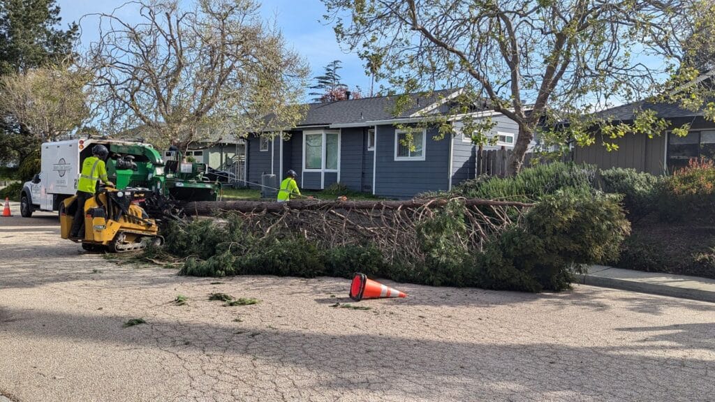 Adney Tree Service Cedar Crane Removal Santa Cruz California 1