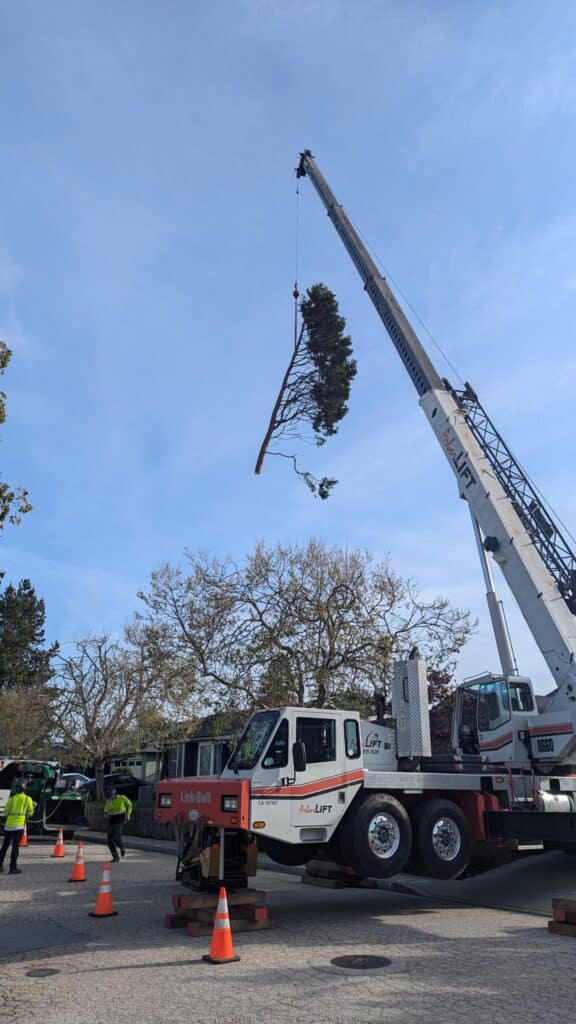 Adney Tree Service Cedar Crane Removal Santa Cruz California 2