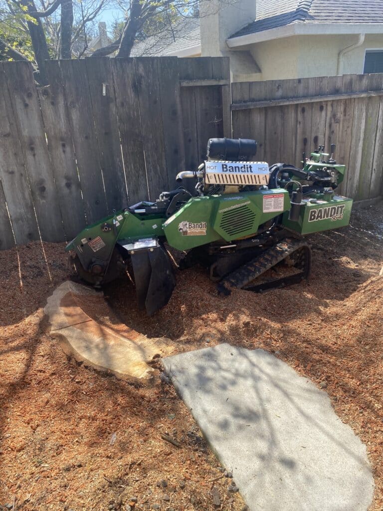 Adney Tree Service Cedar Crane Removal Santa Cruz California 3