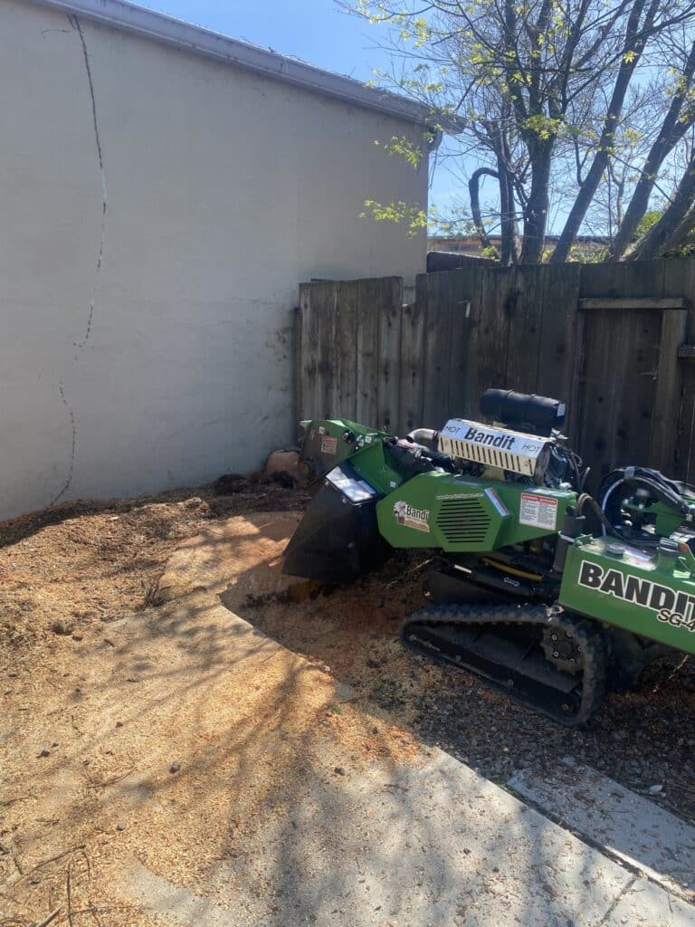 Adney Tree Service Cedar Crane Removal Santa Cruz California 5