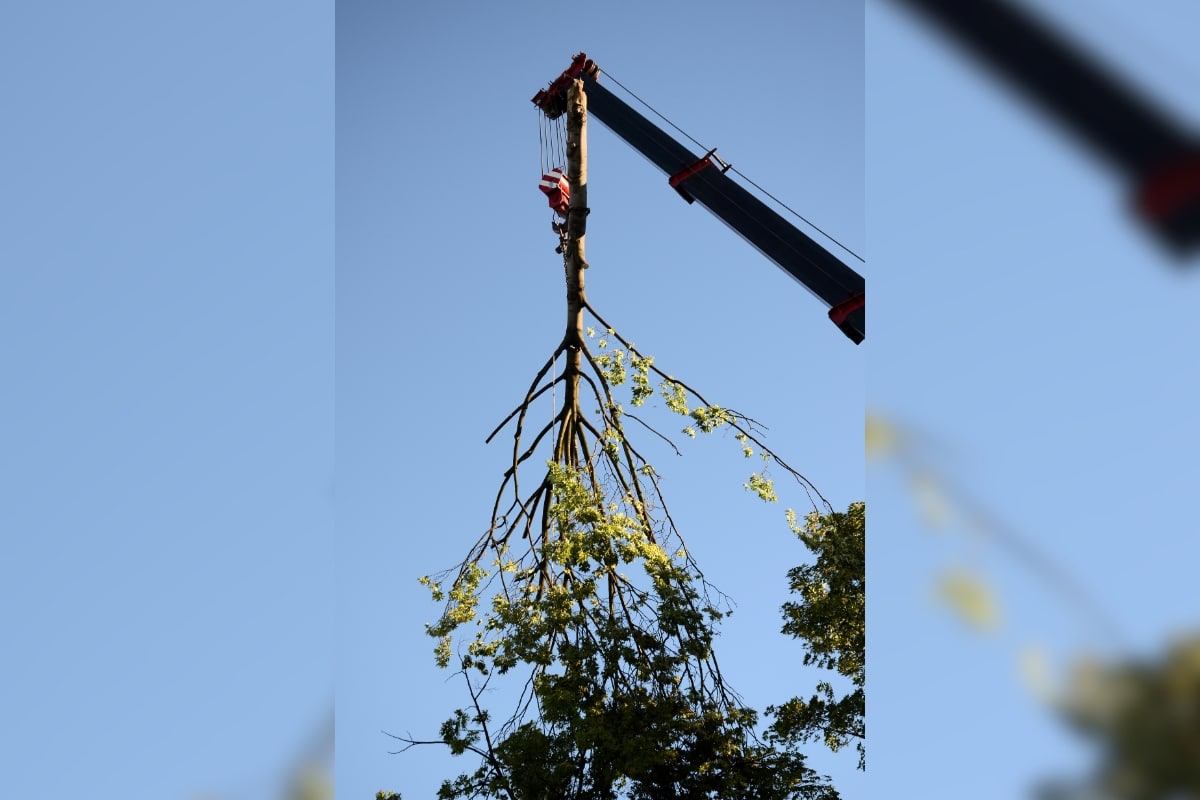 Crane Assisted Tree Removal - Adney Tree Service