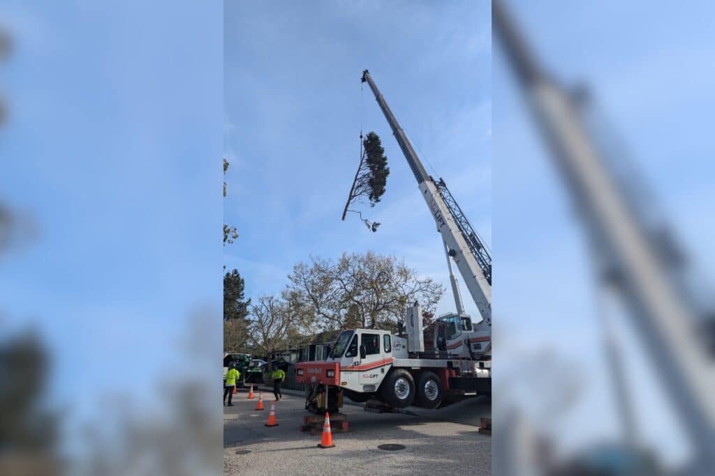Crane Assisted Tree Removal Adney Tree Service California Commercial Project