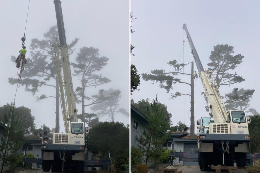 Crane Assisted Tree Removal Adney Tree Service California Residential Before After