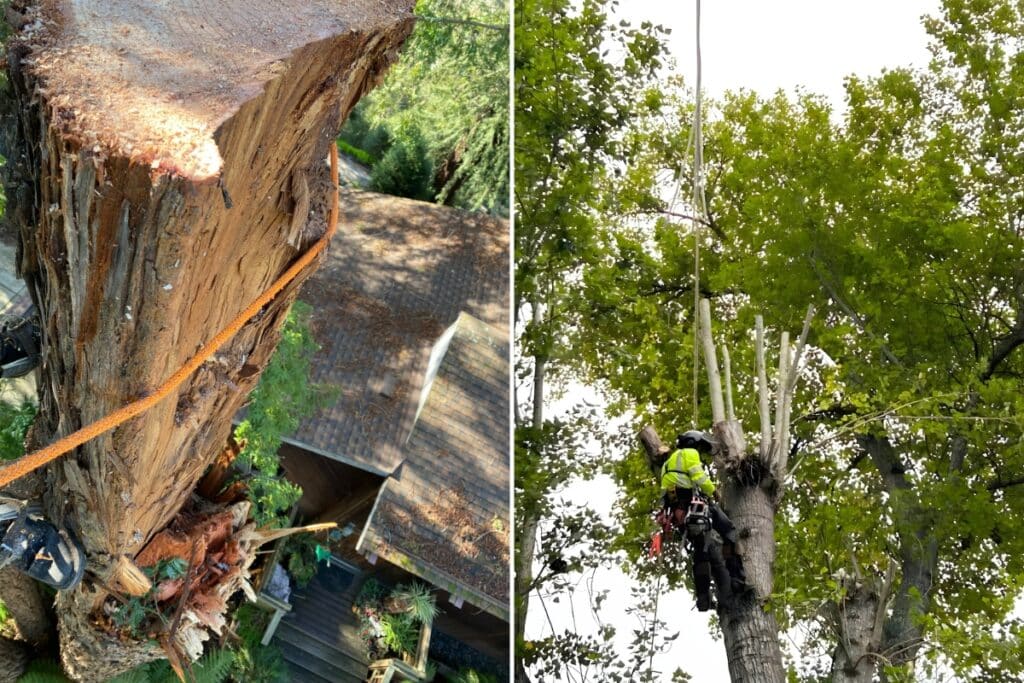 Emergency Tree Service Storm Damage Adney Tree Service California Residential