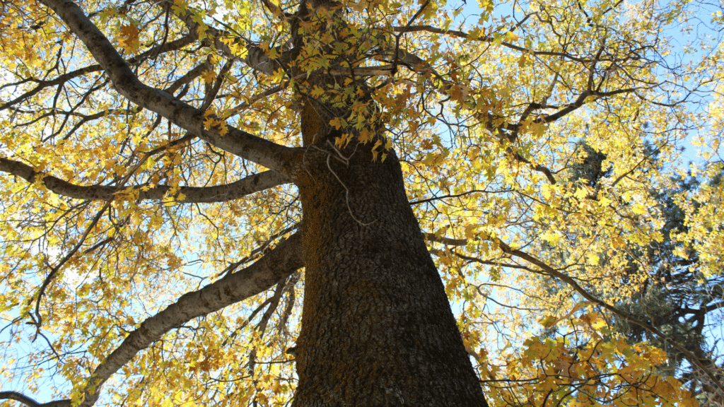 Quercus kelloggii California Black Oak Tree Adney Tree Service