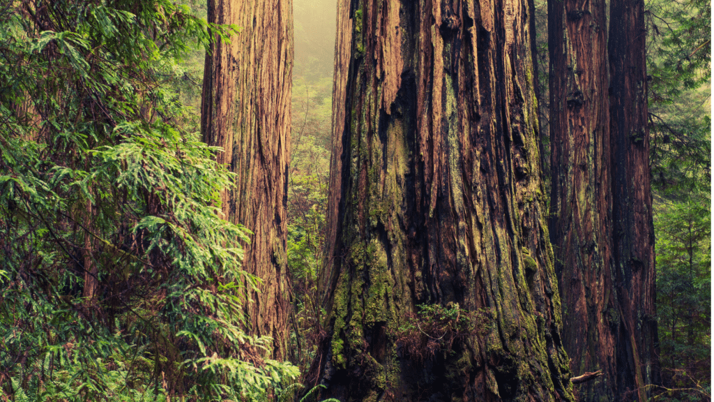 Redwood Tree with Moss Growing On It Adney Tree Service