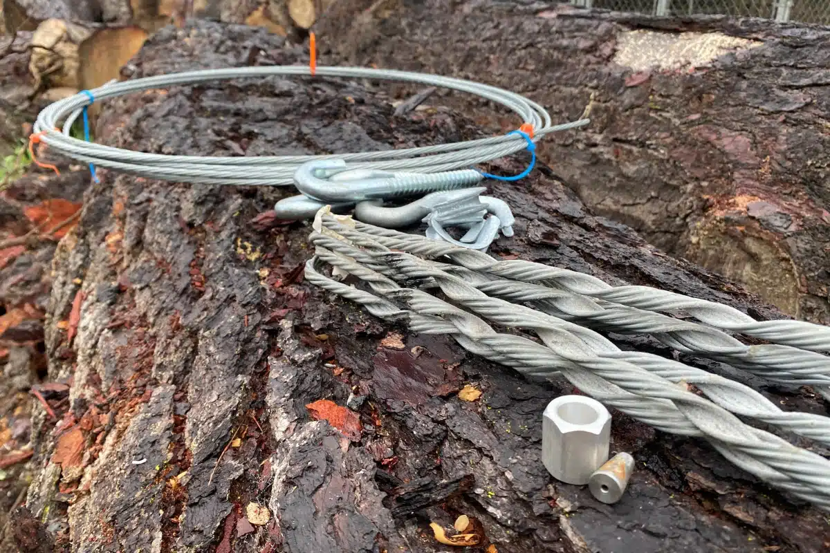 Tree Cabling & Bracing Services Adney Tree Service California Professionals