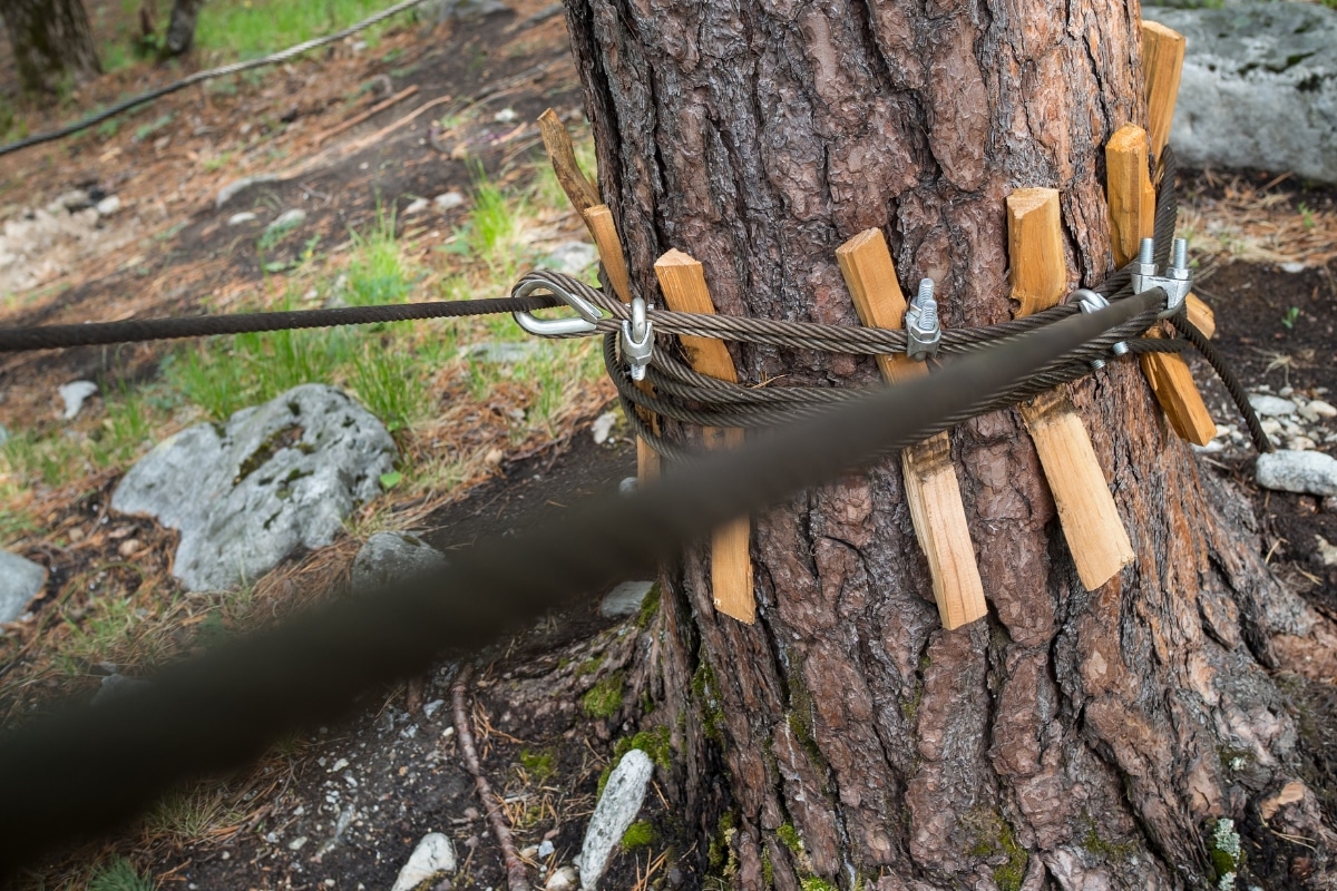 Tree Cabling and Bracing Solutions Adney Tree Service California