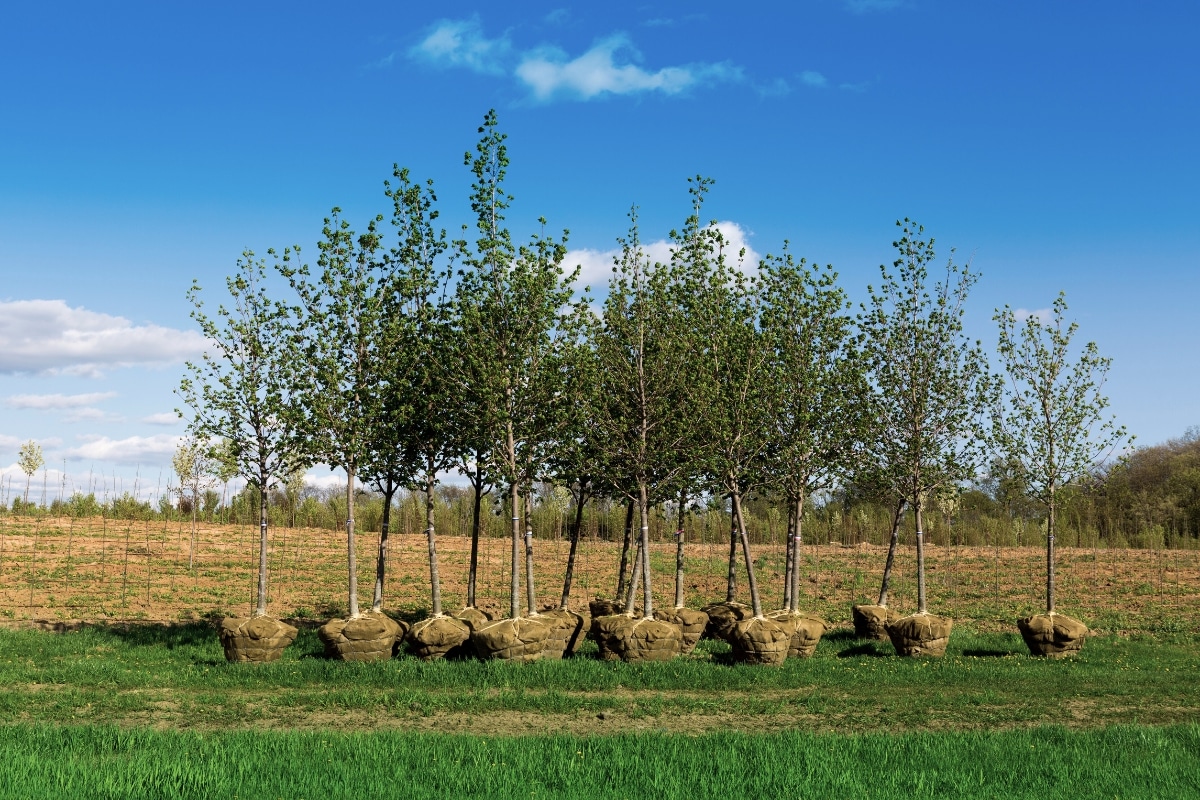 Tree Planting Care Adney Tree Service California