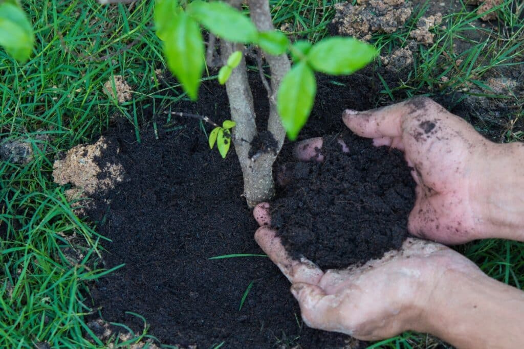 Tree Planting Care Health Adney Tree Service California