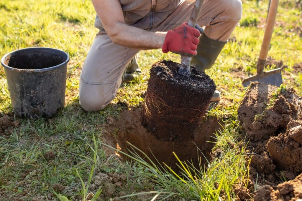 Tree Planting Care Replanting Adney Tree Service California