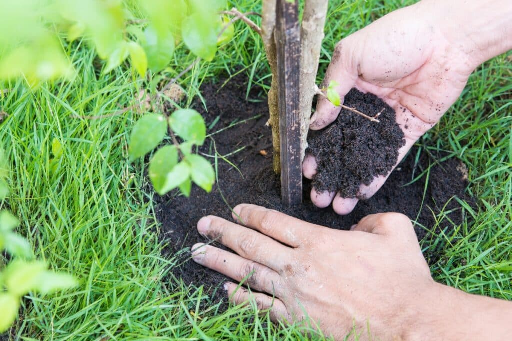 Tree Planting Care Specialist Adney Tree Service California