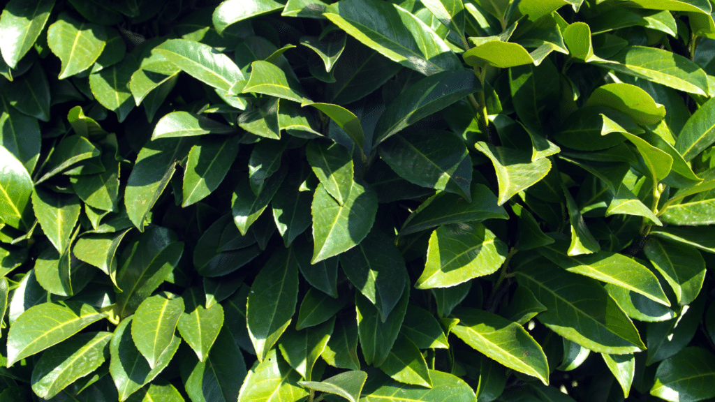 California Bay Laurel Adney Tree Service