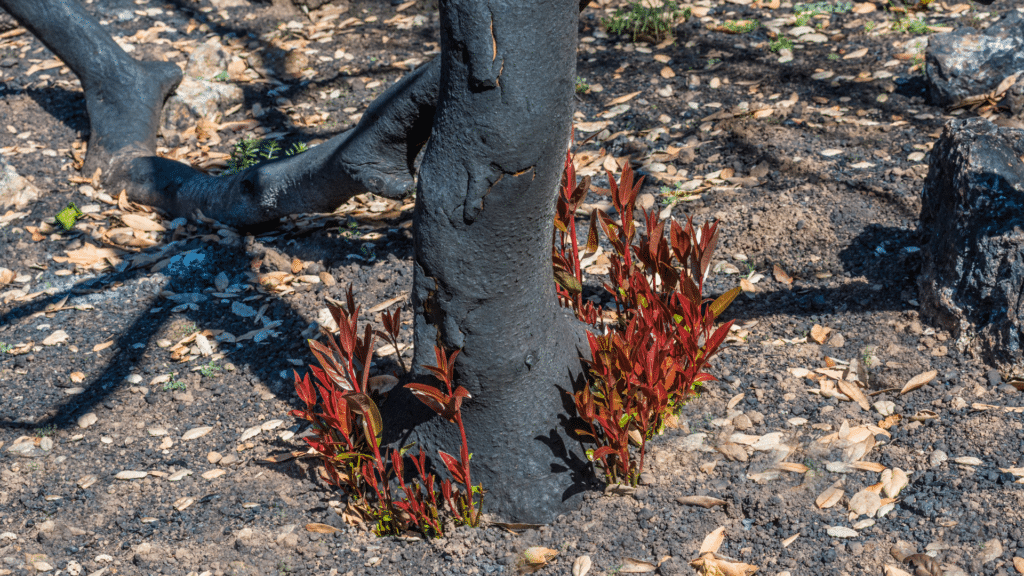 California Laurel Tree Adney Tree Service