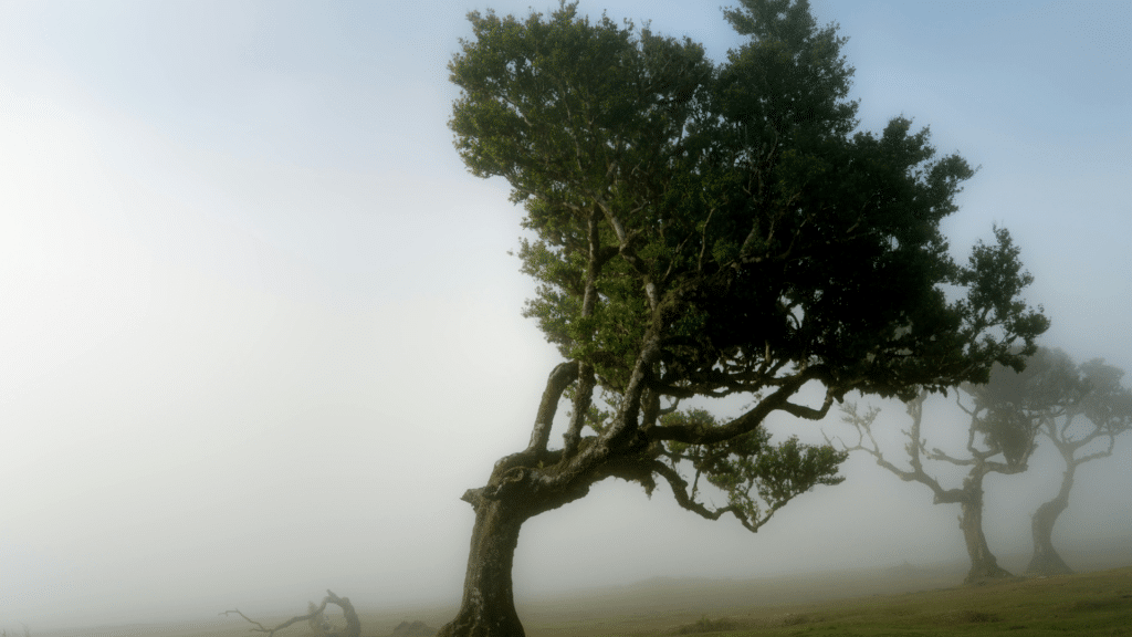 California Laurel Tree Adney Tree Service (2)