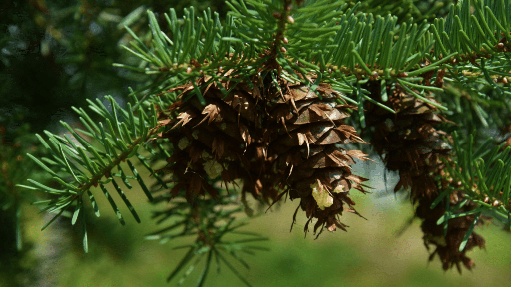 Caring for Douglas Firs Adney Tree Service