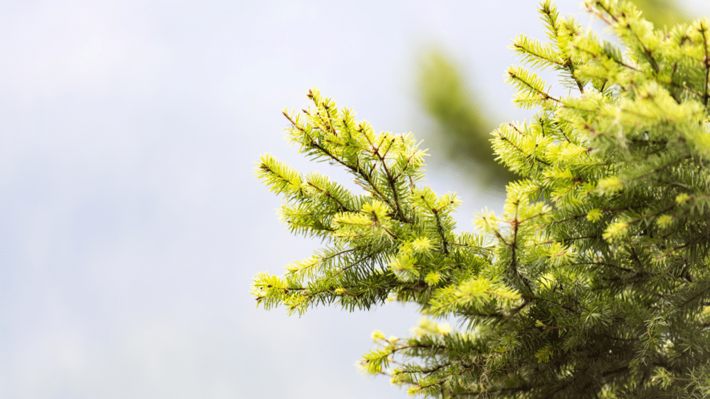 Douglas Fir Adney Tree Service