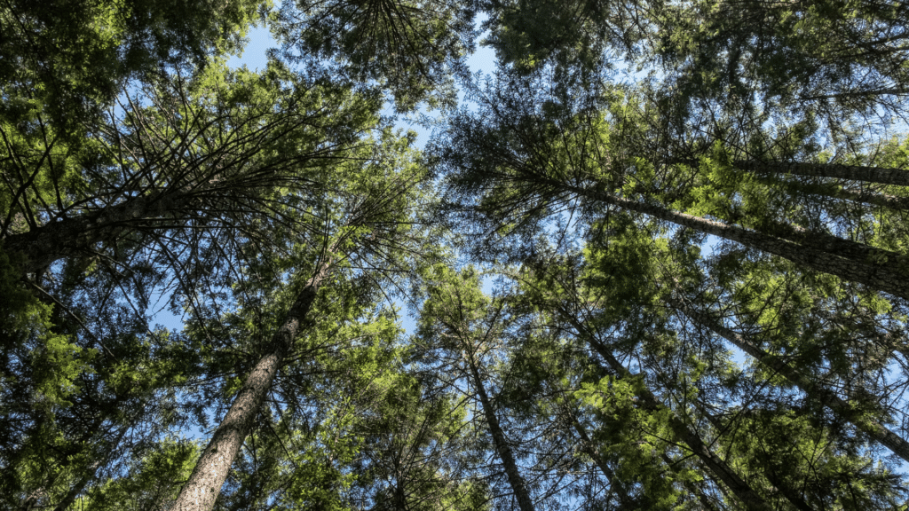 Douglas Firs Caring For Trees Adney Tree Service