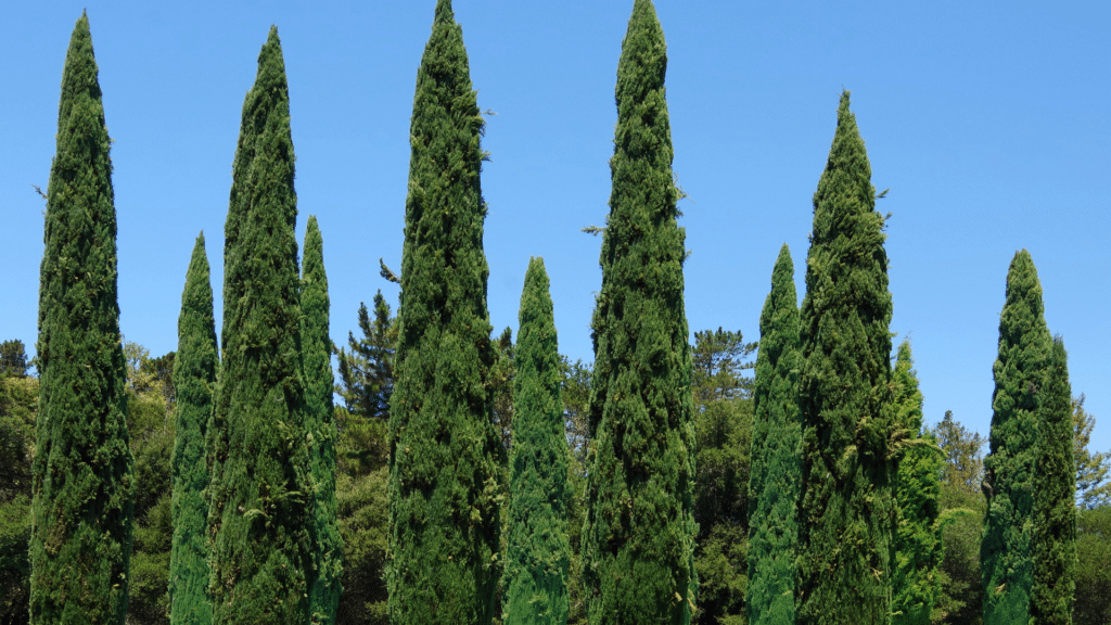 Adney Tree Service Cyprus Trees we Care For
