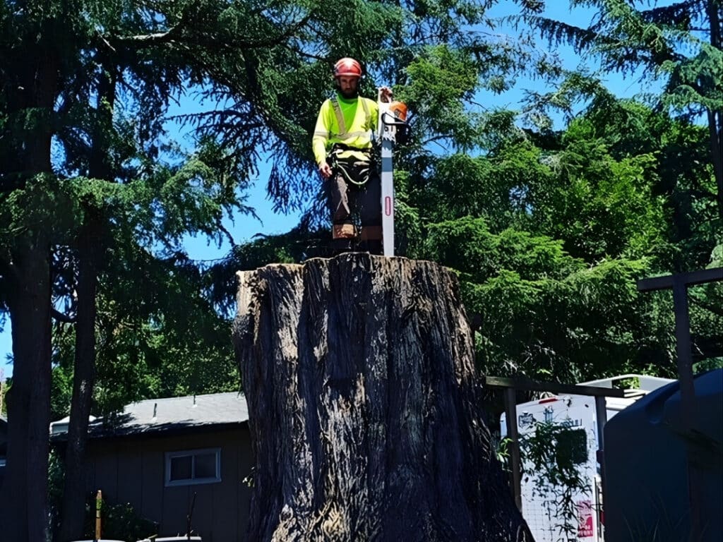 Certified ISA The Adney Tree Service Story​ Central Coast California
