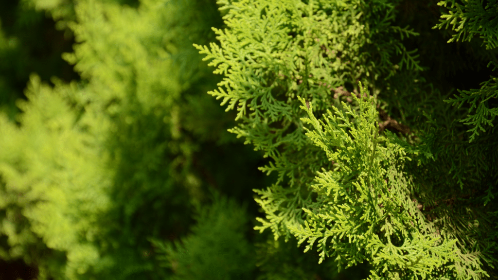 Cyprus Trees Adney Tree Service