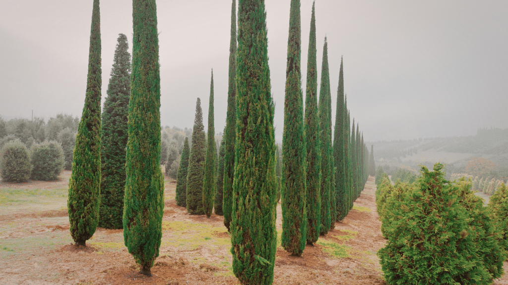 Cyprus Trees in a row Adney Tree Service